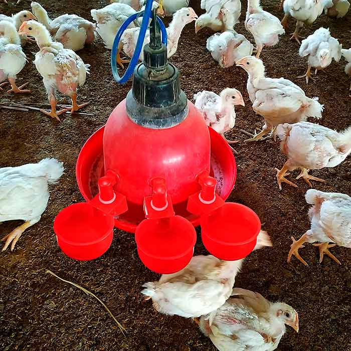 ChickenBowl, pojilica za kokoši i ostalu perad (6 komada) - Image 6