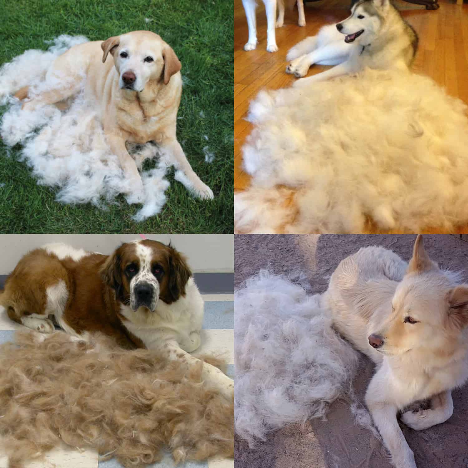 PetTangler, dvostrana četka za uklanjanje dlaka i poddlake - Image 7